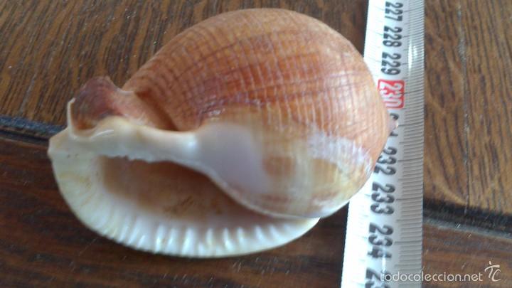 Coleccionismo de moluscos: caracola de mar - Foto 1
