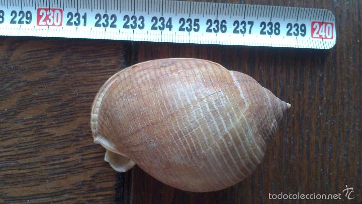Coleccionismo de moluscos: caracola de mar - Foto 2