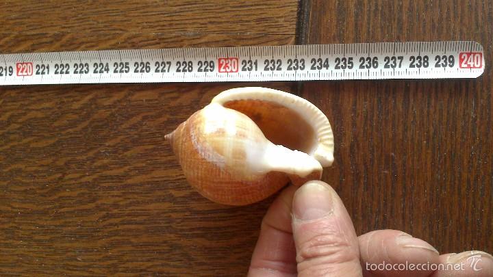 Coleccionismo de moluscos: caracola de mar - Foto 3
