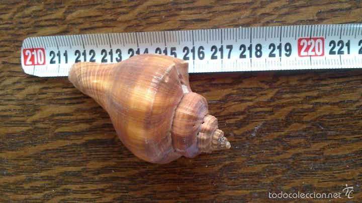 Coleccionismo de moluscos: caracola de mar - Foto 1