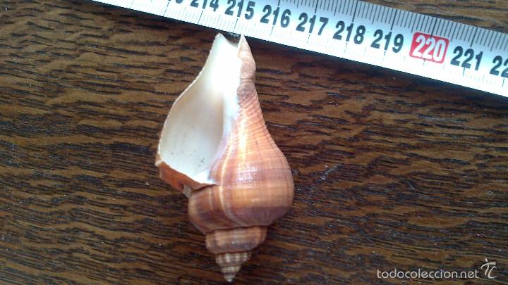 Coleccionismo de moluscos: caracola de mar - Foto 3