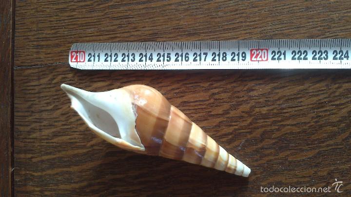 Coleccionismo de moluscos: caracola de mar - Foto 1