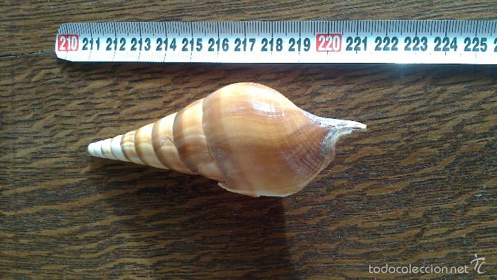 Coleccionismo de moluscos: caracola de mar - Foto 4