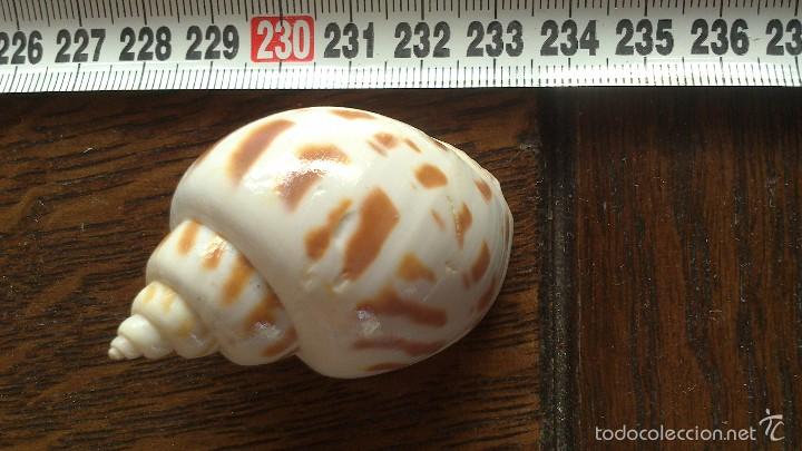 Coleccionismo de moluscos: caracola de mar - Foto 3