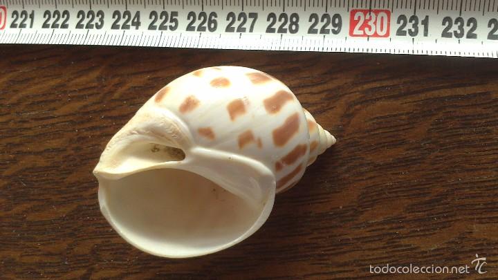 Coleccionismo de moluscos: caracola de mar - Foto 4