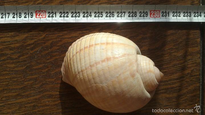 Coleccionismo de moluscos: caracola de mar - Foto 3