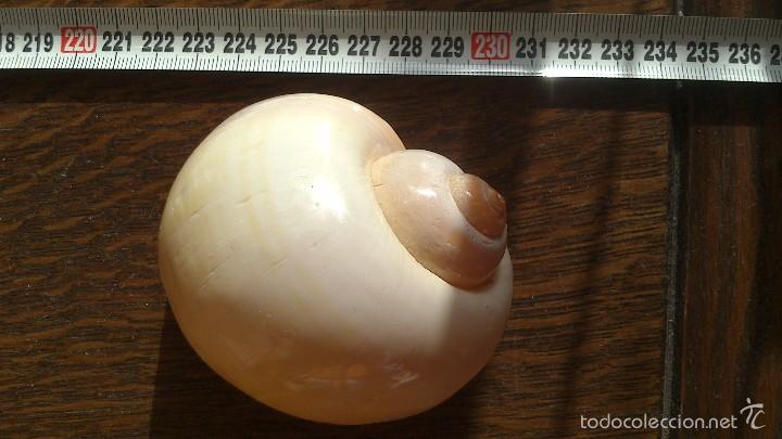 Coleccionismo de moluscos: caracola de mar - Foto 1