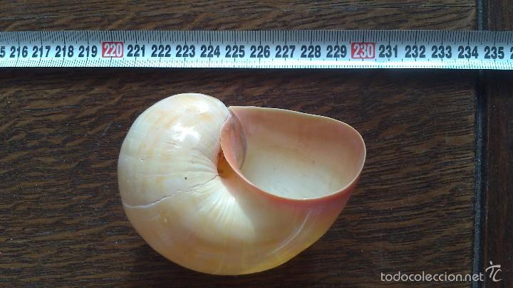 Coleccionismo de moluscos: caracola de mar - Foto 2