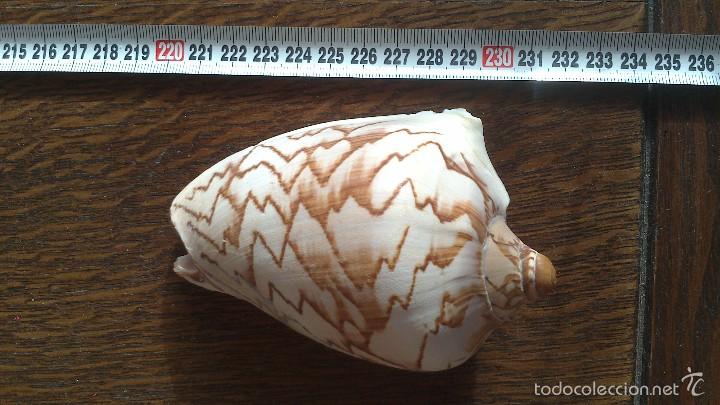 Coleccionismo de moluscos: caracola de mar - Foto 2