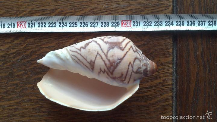 Coleccionismo de moluscos: caracola de mar - Foto 1