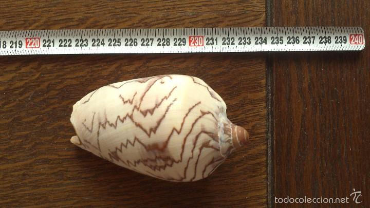 Coleccionismo de moluscos: caracola de mar - Foto 2