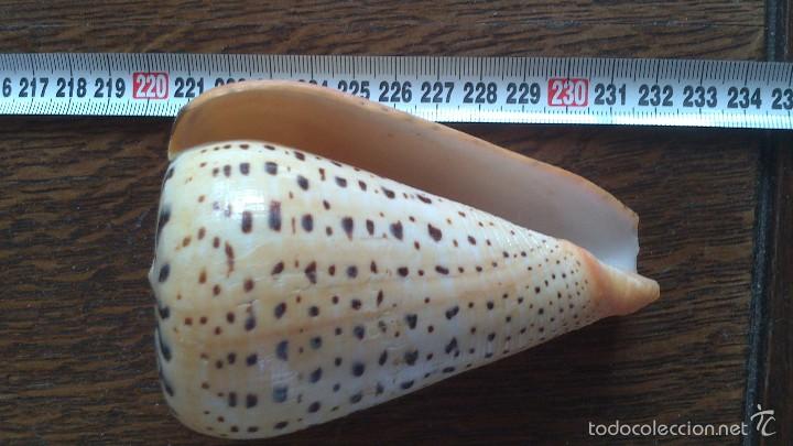 Coleccionismo de moluscos: caracola de mar - Foto 1