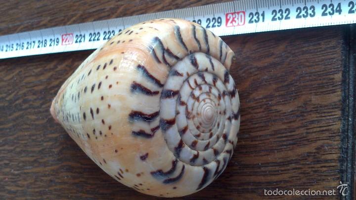 Coleccionismo de moluscos: caracola de mar - Foto 2