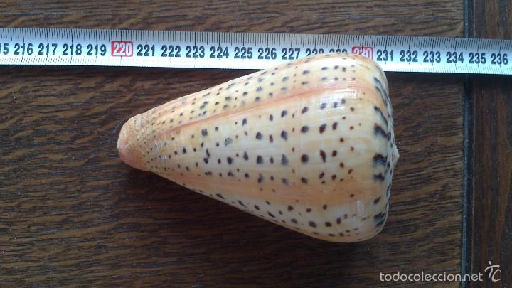 Coleccionismo de moluscos: caracola de mar - Foto 4