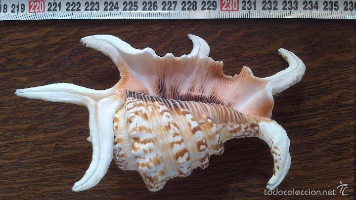 Coleccionismo de moluscos: bonito caracol , a , de mar - Foto 1
