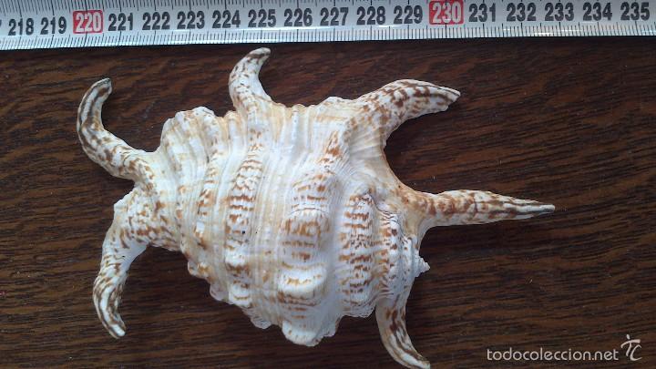 Coleccionismo de moluscos: bonito caracol , a , de mar - Foto 3