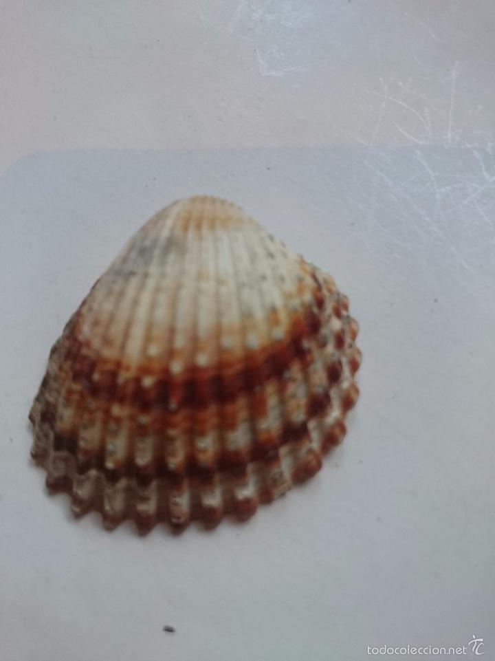 Coleccionismo de moluscos: CONCHA PEQUE&Ntilde;A DE MOLUSCO - Foto 1