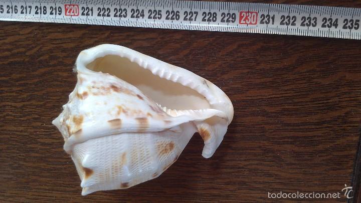 Coleccionismo de moluscos: caracola de mar - Foto 1