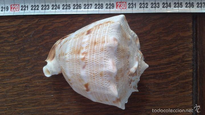 Coleccionismo de moluscos: caracola de mar - Foto 2