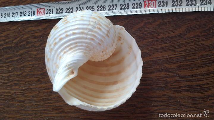 Coleccionismo de moluscos: caracola de mar - Foto 1