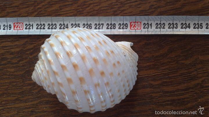 Coleccionismo de moluscos: caracola de mar - Foto 2