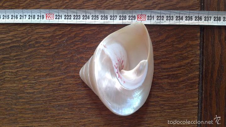 Coleccionismo de moluscos: caracola de mar nacar puro - Foto 3