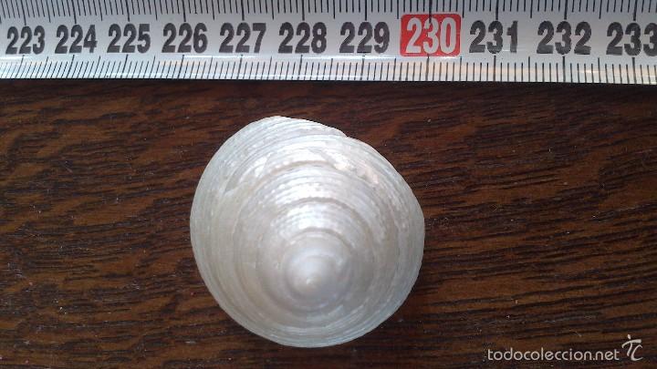 Coleccionismo de moluscos: caracola de mar nacar puro - Foto 1
