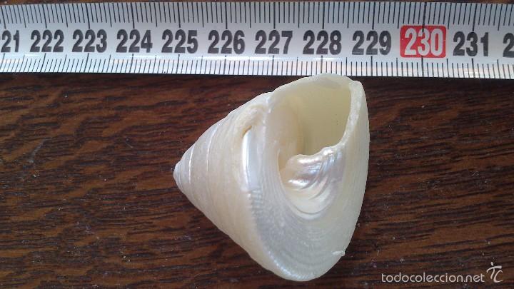Coleccionismo de moluscos: caracola de mar nacar puro - Foto 3