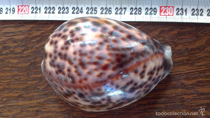 Coleccionismo de moluscos: caracola de mar - Foto 1