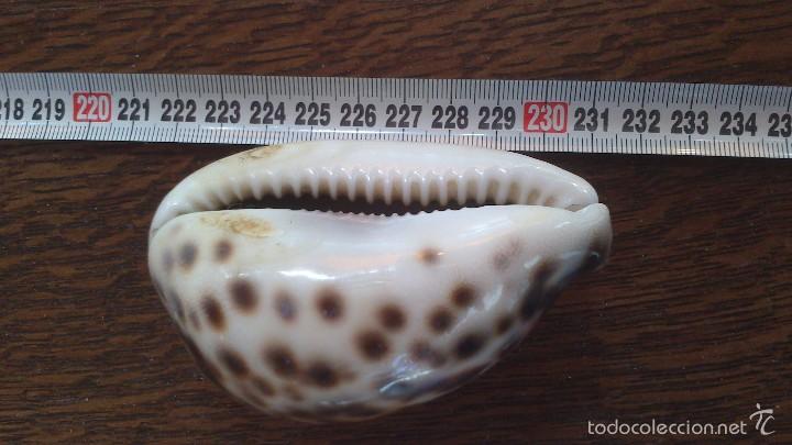 Coleccionismo de moluscos: caracola de mar - Foto 2