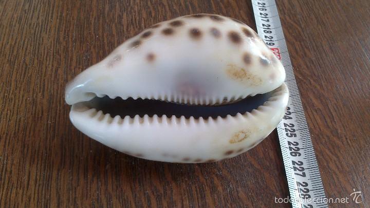 Coleccionismo de moluscos: caracola de mar - Foto 4