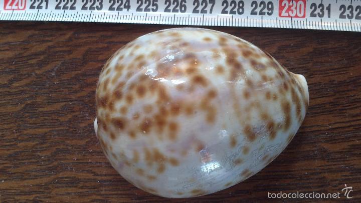 Coleccionismo de moluscos: caracola de mar - Foto 1