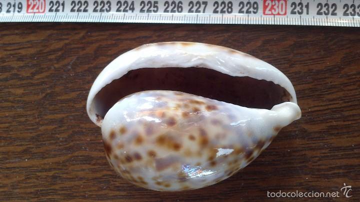 Coleccionismo de moluscos: caracola de mar - Foto 2