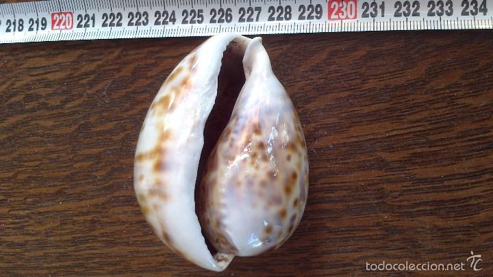 Coleccionismo de moluscos: caracola de mar - Foto 4