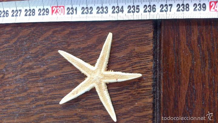 Coleccionismo de moluscos: estrella de mar , no replica - Foto 1
