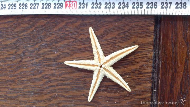 Coleccionismo de moluscos: estrella de mar , no replica - Foto 2