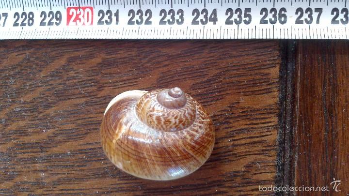 Coleccionismo de moluscos: caracol de mar - Foto 1