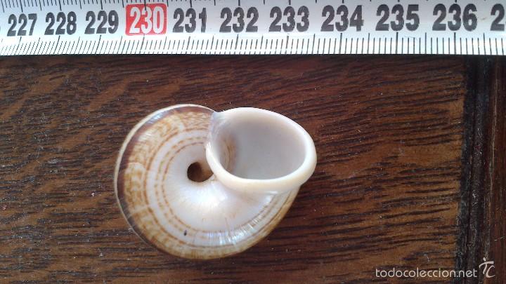 Coleccionismo de moluscos: caracol de mar - Foto 3