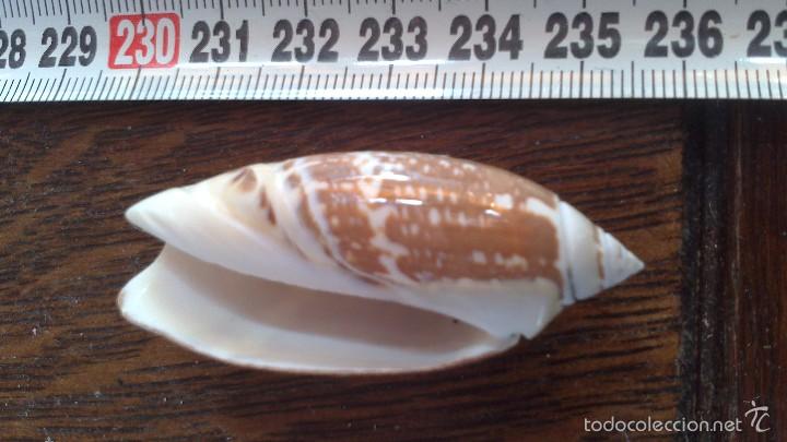 Coleccionismo de moluscos: caracola de mar - Foto 1