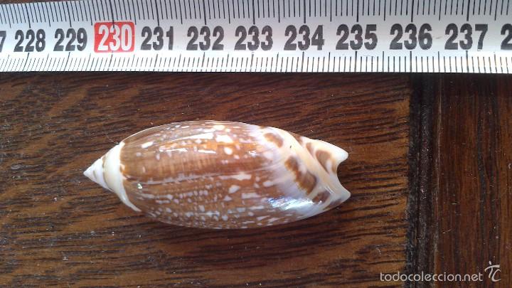 Coleccionismo de moluscos: caracola de mar - Foto 2