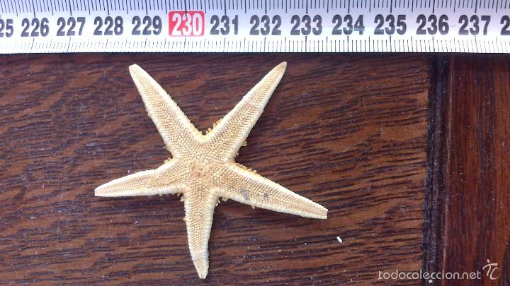 Coleccionismo de moluscos: estrella de mar , no replica - Foto 1