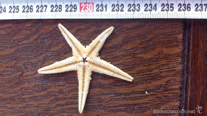 Coleccionismo de moluscos: estrella de mar , no replica - Foto 3
