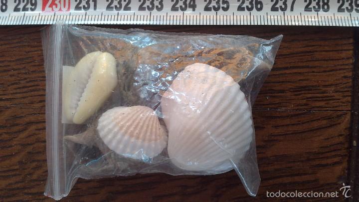 Coleccionismo de moluscos: conchas de mar - Foto 1