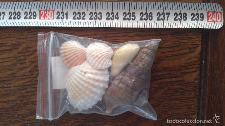 Coleccionismo de moluscos: conchas de mar - Foto 2