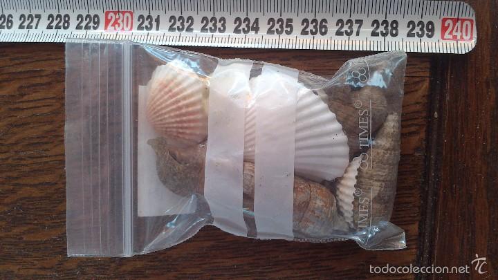 Coleccionismo de moluscos: conchas de mar - Foto 2