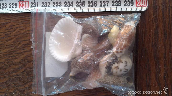 Coleccionismo de moluscos: conchas de mar - Foto 1