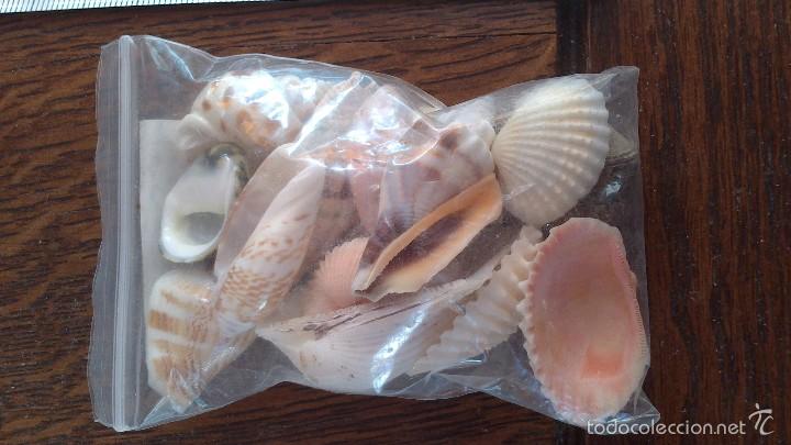 Coleccionismo de moluscos: conchas de mar - Foto 2