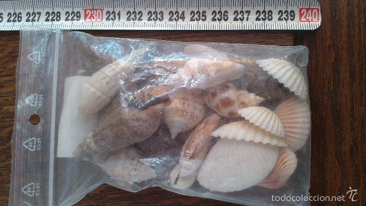 Coleccionismo de moluscos: conchas de mar - Foto 1