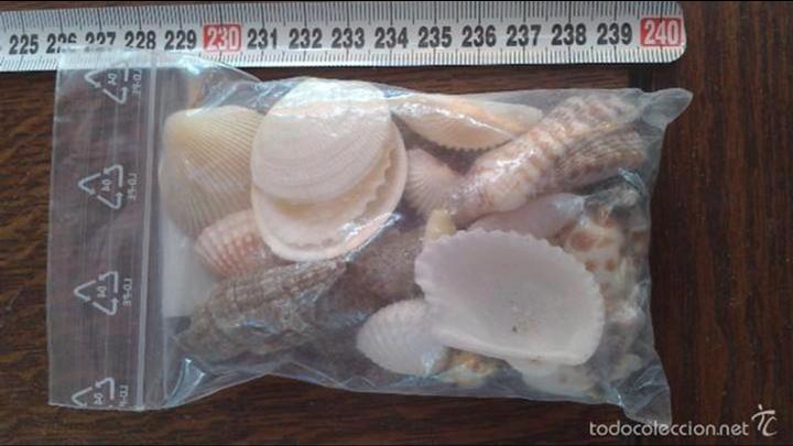 Coleccionismo de moluscos: conchas de mar - Foto 1