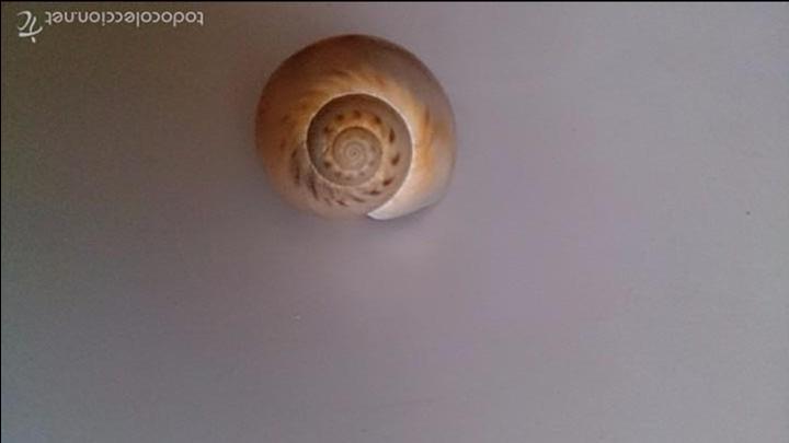 Coleccionismo de moluscos: Concha de caracol - Foto 1